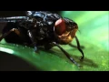 Lagu This Is a Botfly. Its Horrific Larvae Grow and Feed in Human Flesh | Absurd Creatures
