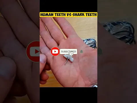 SHARK TEETH VS HUMAN TEETH | WHO IS WIN