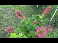 Ruby slippers oak leaf hydrangea update 2 years old from bare root