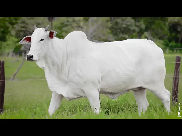 Matriz Nelore AFOM - 3747