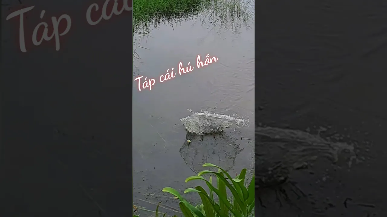 hú hồn luôn ae #shorst