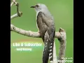SUARA BURUNG WIK WIK