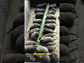 Download Lagu Bamboo Rats Farming in China 🤯