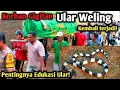 Download Lagu KORBAN GIGITAN ULAR WELING KEMBALI TERJADI! PAWANG ULAR SAJA TIDAK SANGGUP 