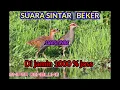 Download Lagu Suara pikat burung Sintar | Beker Sawah | Ayam-ayaman