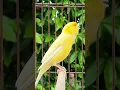 Download Lagu Masteran kenari isian mewah #kenarigacor #canary #canario #masterankenari #kicaumania