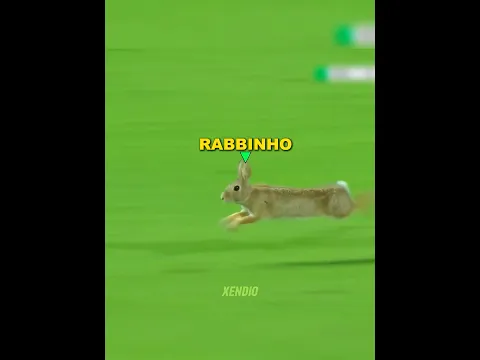 Animals in Football + Cat 🤯