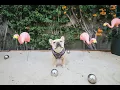 Frenchie Shake Gif