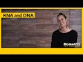 RNA and DNA
