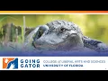 PK Webinar Going Gator - UF College of Liberal Arts and Sciences