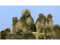 Gelada Baboon Sexual Tension Battle of the Sexes in the Animal World BBC Earth