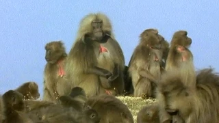 gelada baboon sexual tension battle of the sexes in the animal world bbc earth