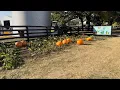 Dolingers Pumpkin Patch 4k walkthrough Minooka IL