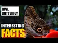 Exploring the Fascinating World of Owl Butterfly Interesting Facts The Beast World