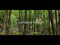 Download Lagu Autumn Leaves in Jefferson Forest , Ontario   4K UHD