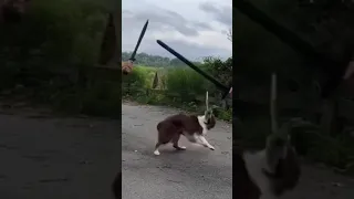 امروني اني ارجع للخلف 