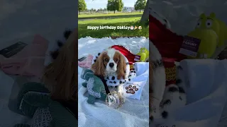 Happy Birthday, Oakley!🐾celebrating your special day at City of Oakley RV Park how perfect is that?