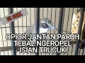 OPIOR PARUH TEBAL JANTAN NGEROPEL ISIAN TRUCUKAN
