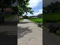Download Lagu pemandangan sawah yg hijau  dengan suasana langit yg cerah #storywa#shorts#cinematic#alam#viral