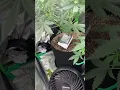 Look how my auto flower are growing under ts1000