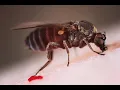 Download Lagu Family Psychodidae Phlebotomus papatasi Sand fly; Geographical distribution, Morphology, Life cycle