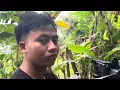 Download Lagu BTS DARSIH 