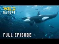 Baltic Sea - Breathing Through the Dead Zones Full Episode Nature animal documentary