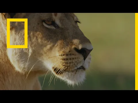 فيديو المملكة المتوحشة: عودة المنفيين | ناشونال جيوغرافيك أبوظبي