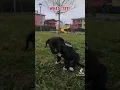 Lagu il mio bambino🖤🐶 #dog #share #tiktok #feed #pitbull #shortsfeed #trending #shortsvideo #shorts