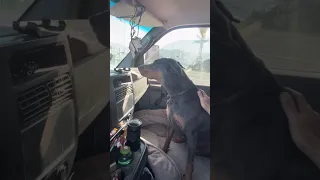 Little pout session #fyp #dream #pets #doberman #vlog