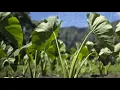 Homegrown - Jimmy Weeks Project