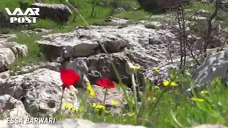 عيسى برواري   وي دنيا دندنها