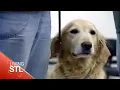 Support Dogs Inc Living St Louis