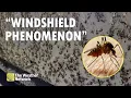 Download Lagu Your Clean Windshield is a Sign of Insect Armageddon