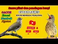 Download Lagu Pancingan bunyi dan suara pikat cucak rawis memancing burung ada emosi ngotot gacor nembak panjang