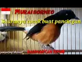 Lagu MURAI BATU BORNEO || COCOK BUAT PANCINGAN MURAI YANG MACET BUNYI || MURAI LIAR || MURAI HUTAN