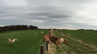 Fox Hunting With Hounds  Fox Hunting With Hounds