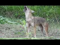 Download Lagu Fox Sound