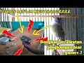 Download Lagu TIPS PAKAN DAN PERAWATAN HARIAN JONGKANGAN SUPAYA JADI GACOR
