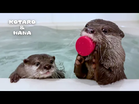 Download MP3 Otter Bath Time is Actually Hilarious