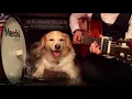 Sugar We're Goin' Down by Fall Out Boy w/ Maple on the Drums