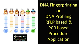 DNA Fingerprinting or DNA Profiling Steps RFLP based PCR based DNA Fingerprinting Application