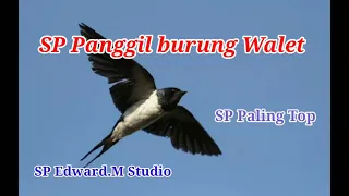 Download Suara panggil walet full Jernih , Sp paling top 2021 MP3