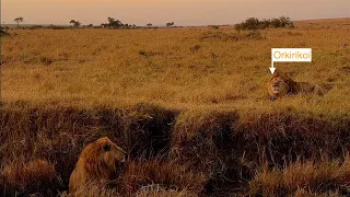 Young Male Lion Tries to Join a Dominant Male
