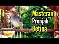Download Lagu PRENJAK BETINA Gacor Panjang Istimewa Suara jernih Menggoda PRENJAK Jantan bagus buat MASTERAN.