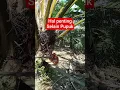 Download Lagu hal penting selain pupuk #sawit #sawitbuahpasir #panensawitbuahbanyak