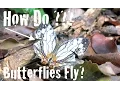 Exploring Invertebrates - How Do Butterflies Fly