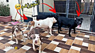 جوزت كلابي كيرا وبجيرا قبل ما بويكا يموت😱