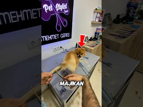 Anjing ini Tetap Kalem Saat Bulunya Dicukur ✂️🐕