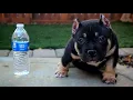 1 000 American Bully Puppy The Best Price in the WORLD